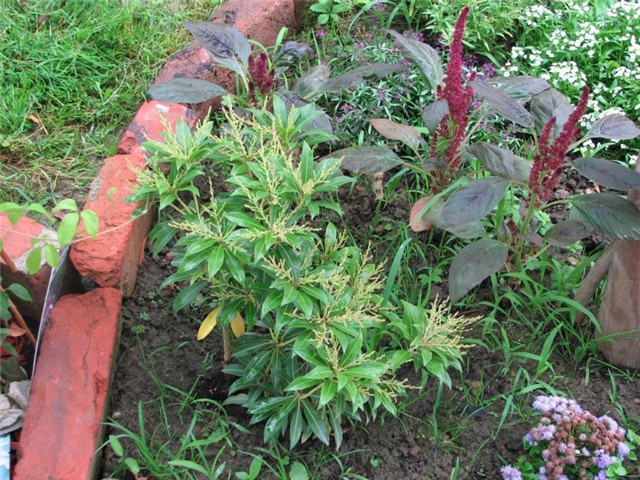 pieris